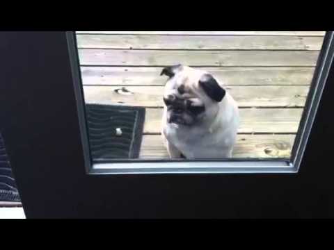 Pug can't figure it out