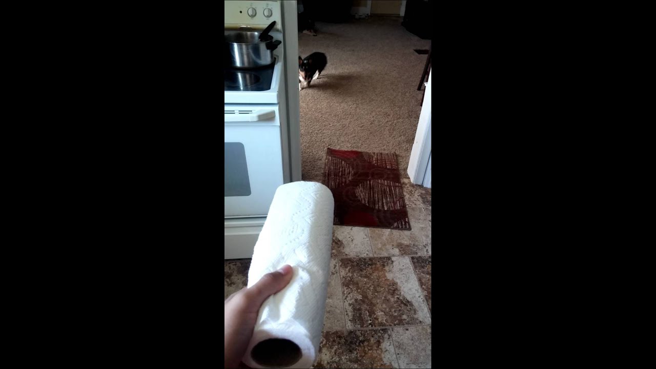 My dog is scared of everything!