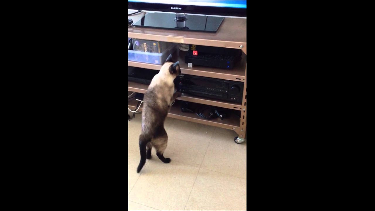 My cat love DVDs