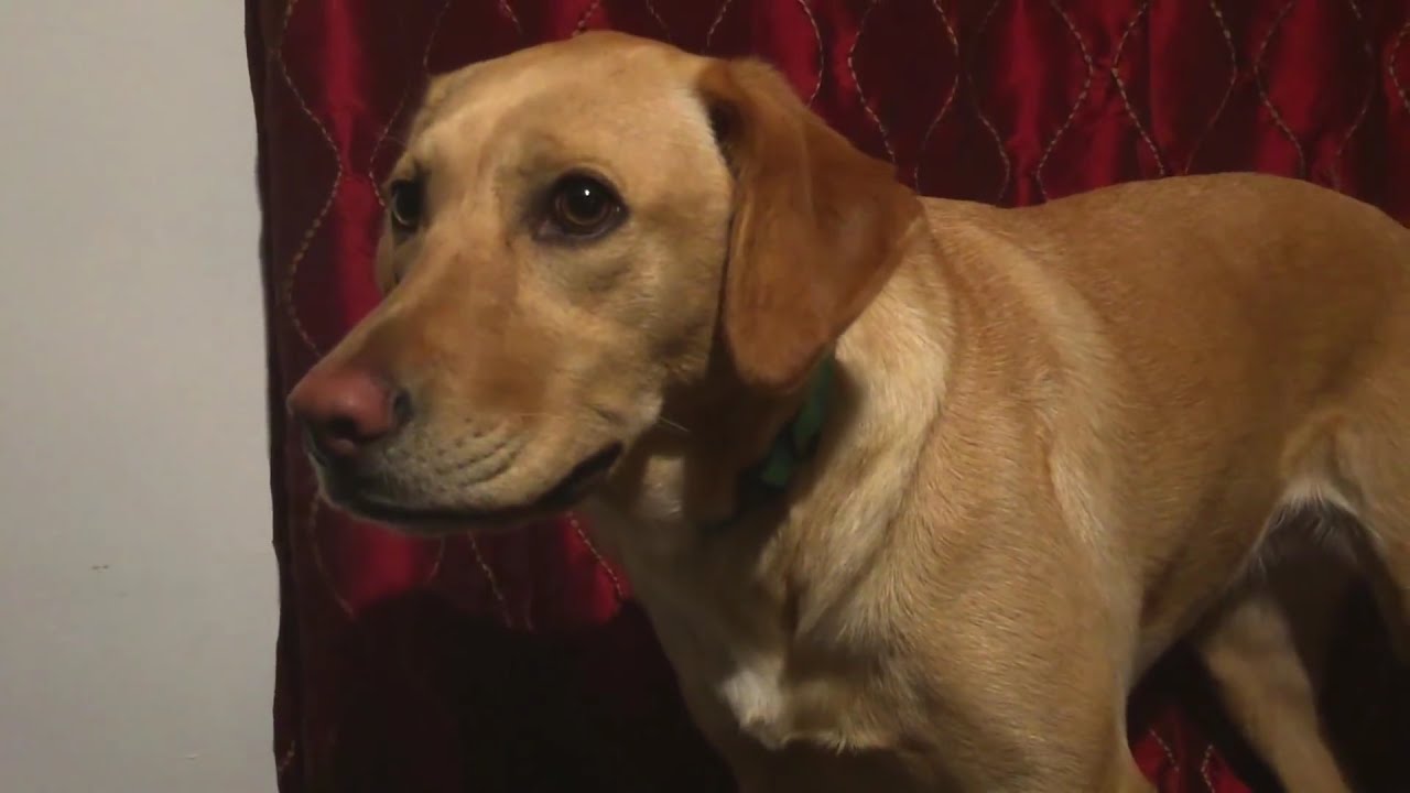 SuperDog: Labrador Smiles on Command