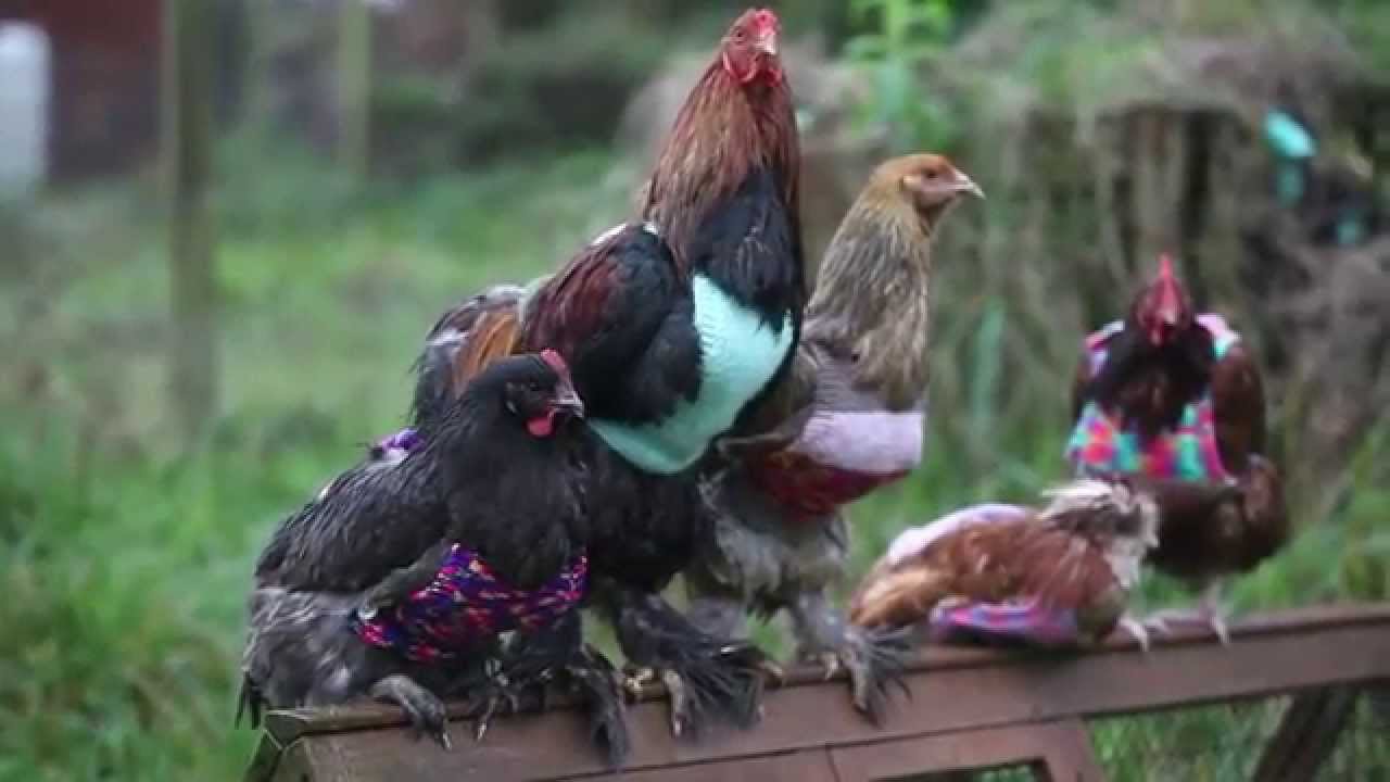 Chicken lover knits jumpers for her Hens