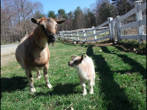 1 Day Old Baby Goat Leaps Through First Walk!