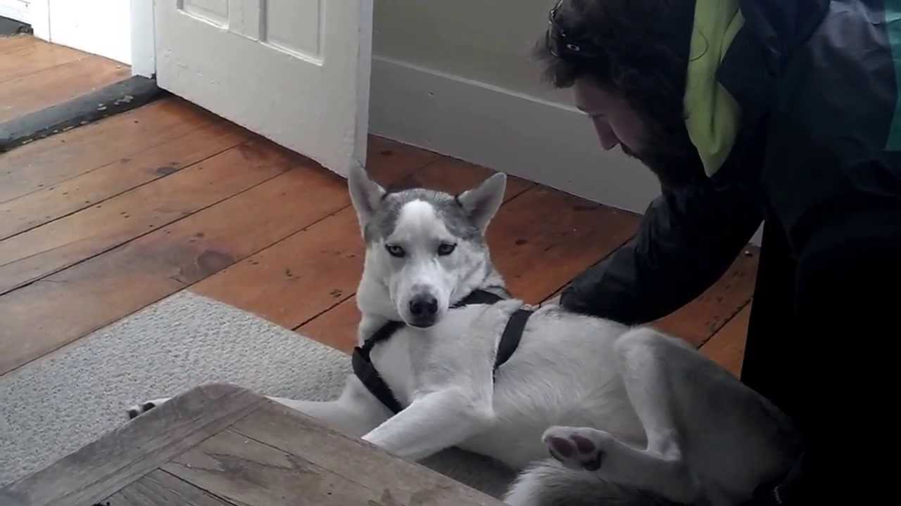 Blaze Loves His Kennel (ORIGINAL) Husky Says No to Kennel - Funny