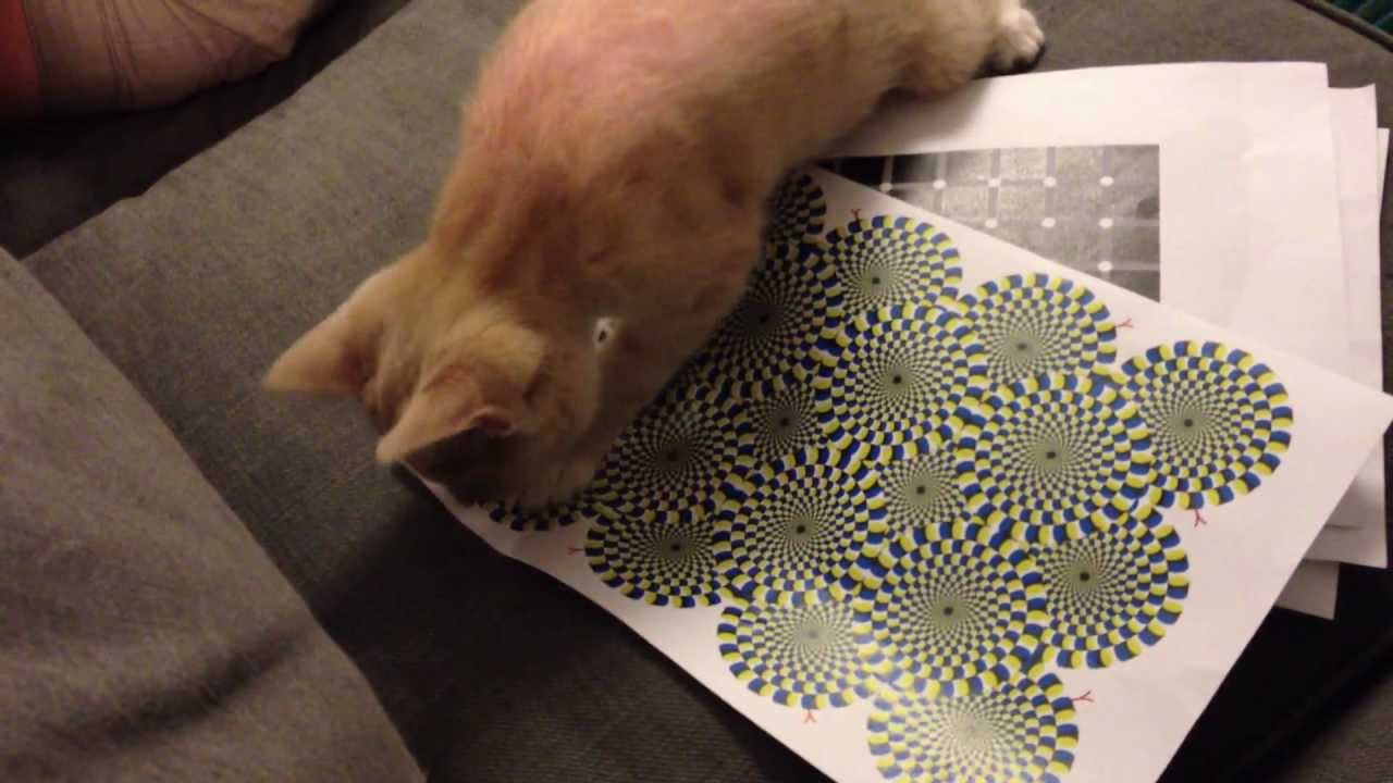 My cat can see the rotating snake illusion!