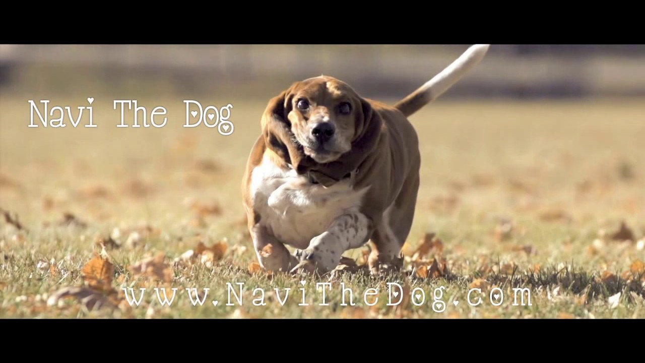 Navi the Basset Hound Running In Slow Motion [HD]