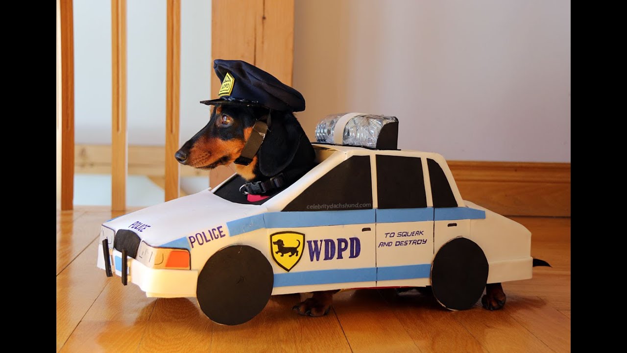 Dachshund "Cops & Robbers" - Crusoe & Oakley Dachshund