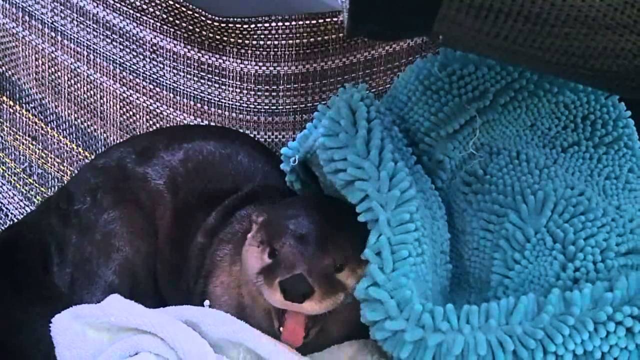 Waking up Ryer