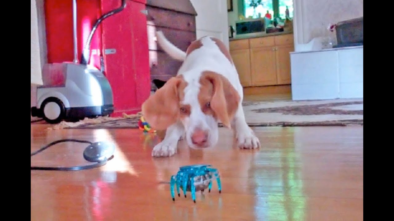 Puppy vs. Robot Crab:  Cute Dog Maymo