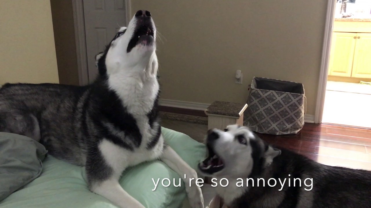 Kaito vs Koda | Kodathehuskamute