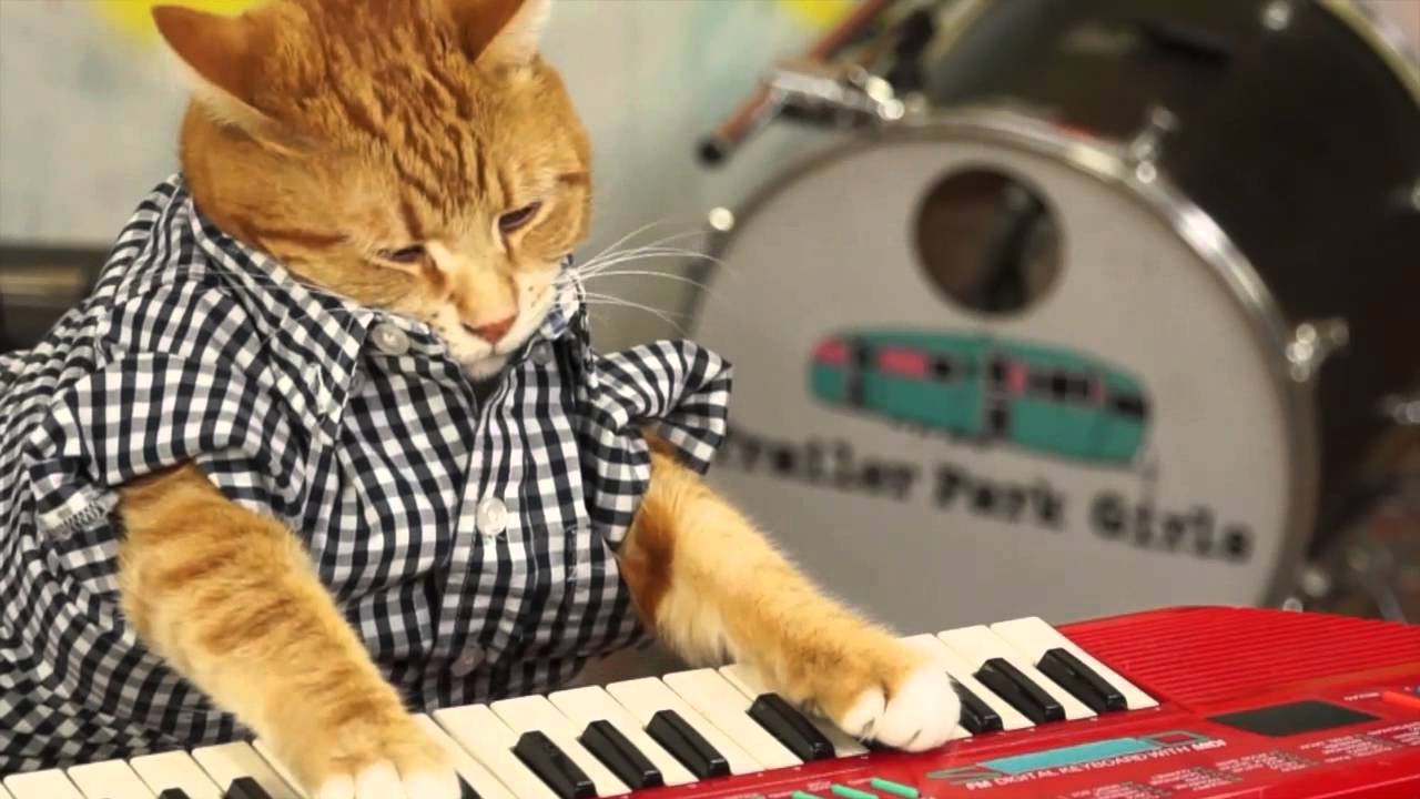 KEYBOARD CAT 96 TEARS