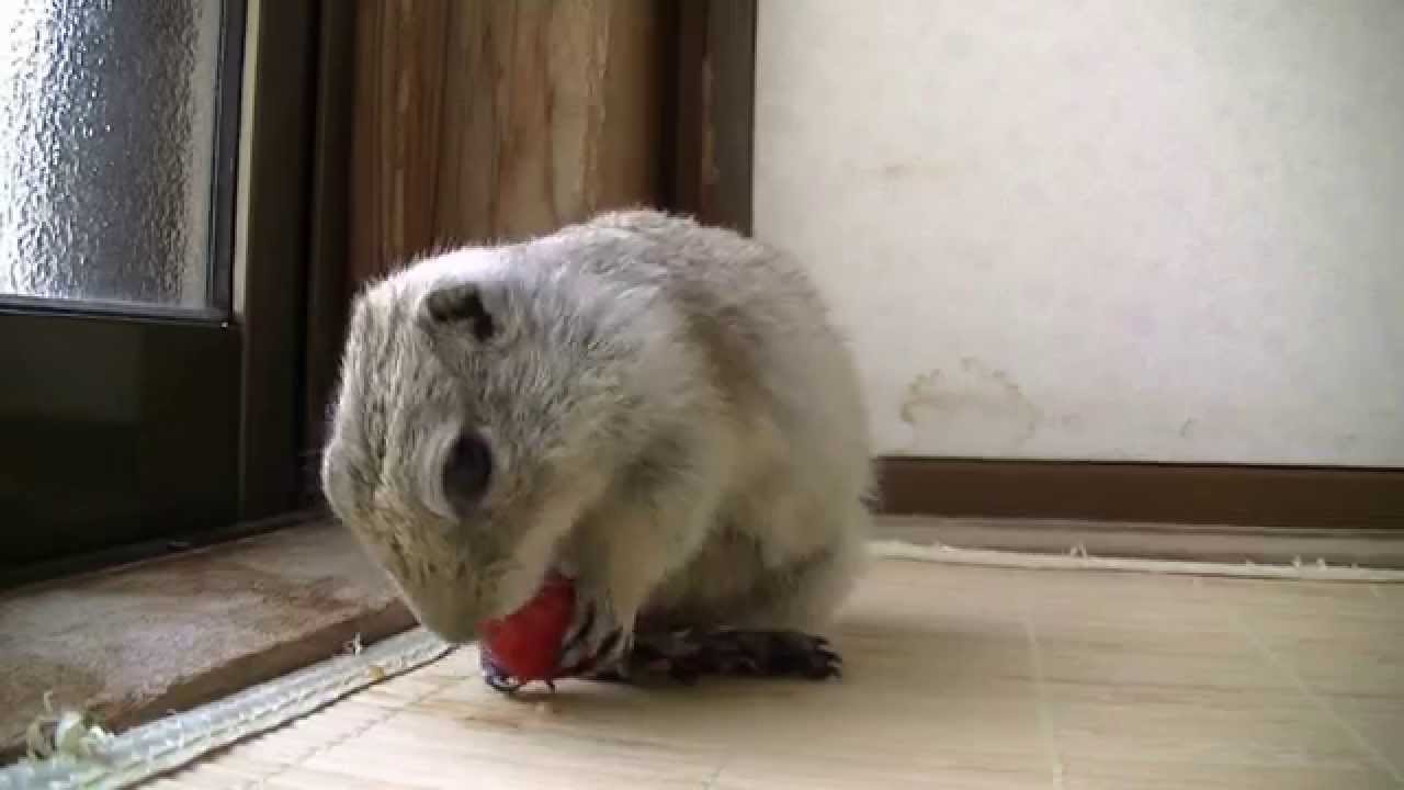 The Richardson ground squirrel which is eating a cherry tomato