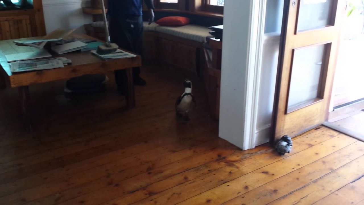 A Penguin Visit Inside the Boulders Beach Lodge and Restaurant