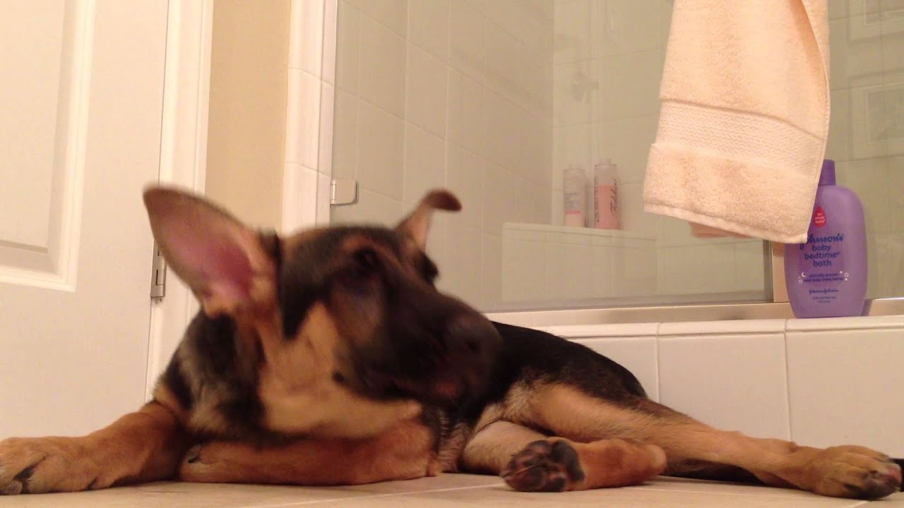 German Shepherd dog sings with his owner