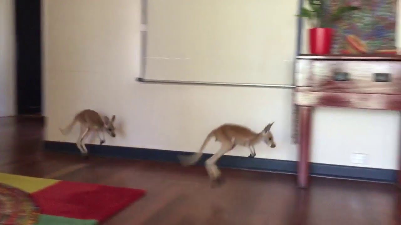 Follow the Leader || ViralHog