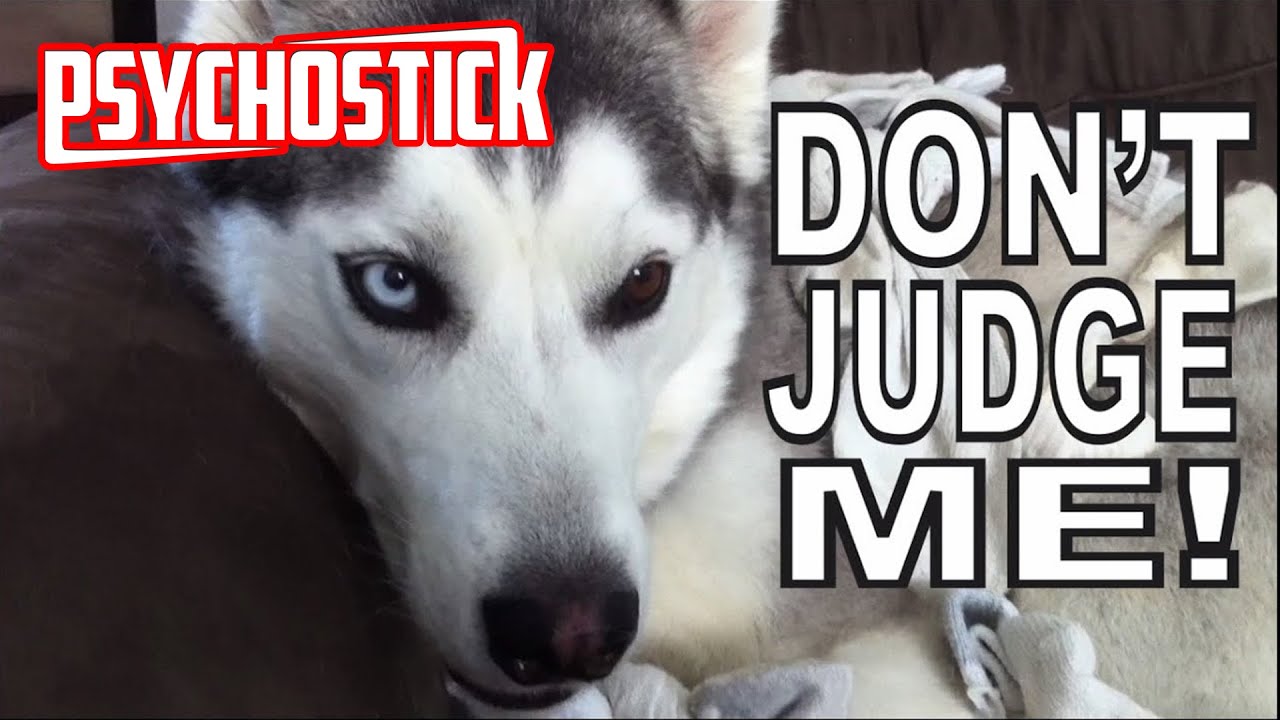 Psychostick - Dogs Like Socks [official music video] "I'm a dog and I like socks"