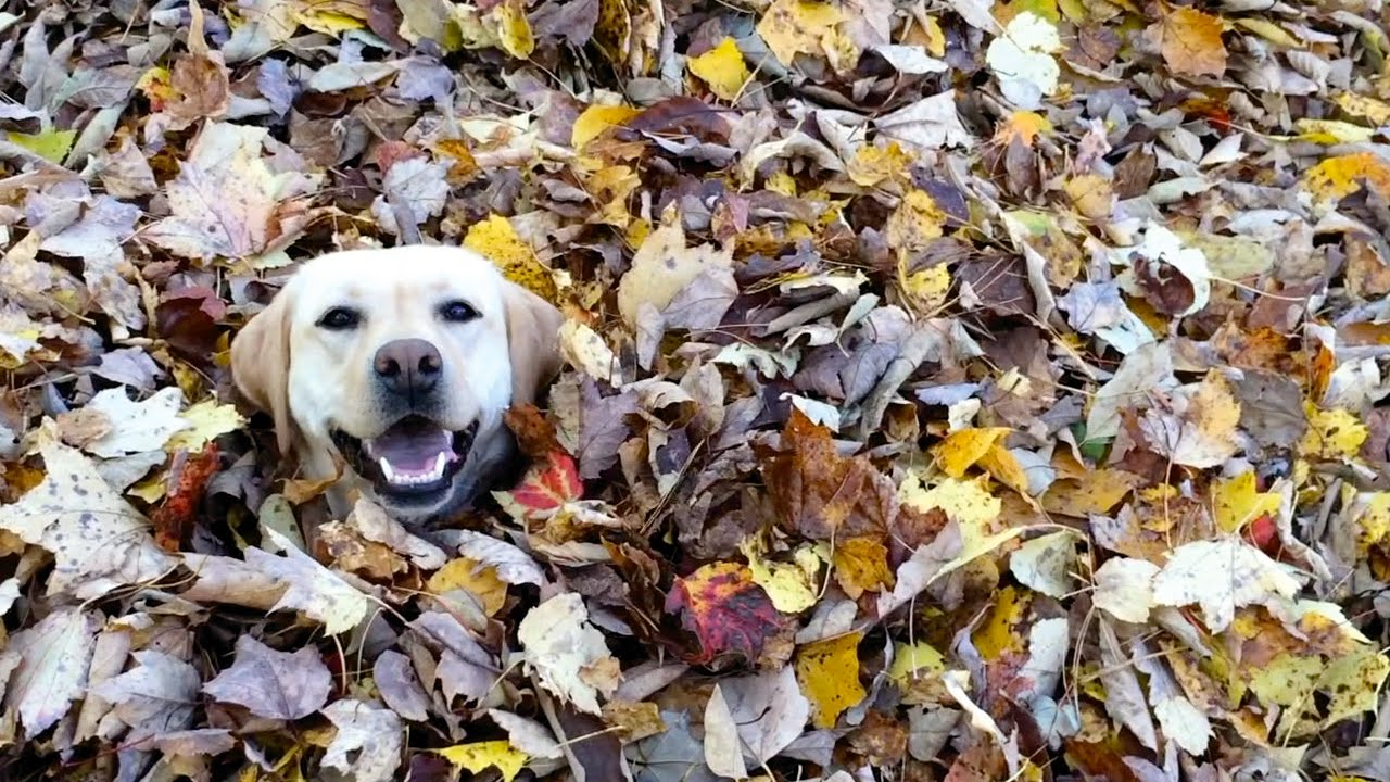 Stella LOVES Leaves