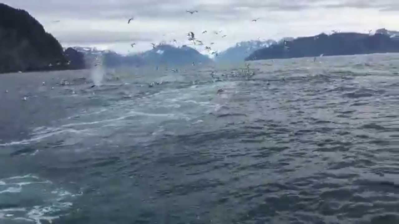 Humpback Whales Feeding
