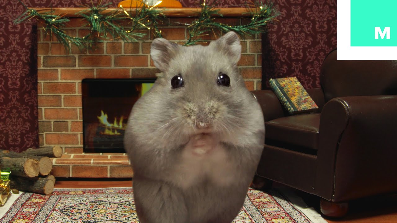 Miniature Hamster Yule Log in 4K
