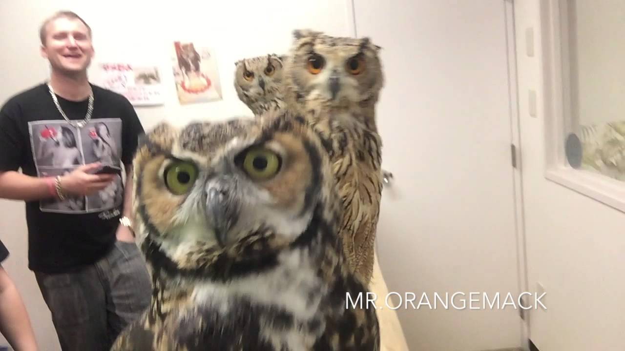 Owl Cafe