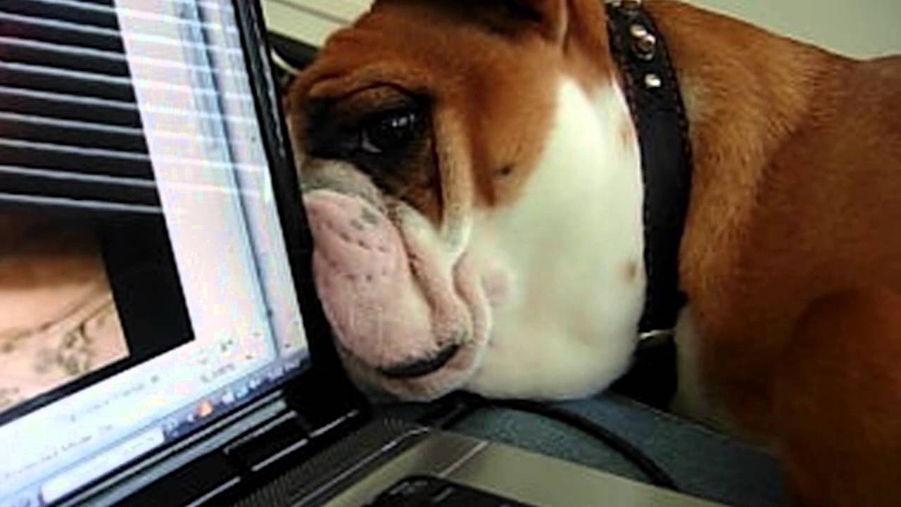 Bulldog Looks Behind Latop for Other Dog