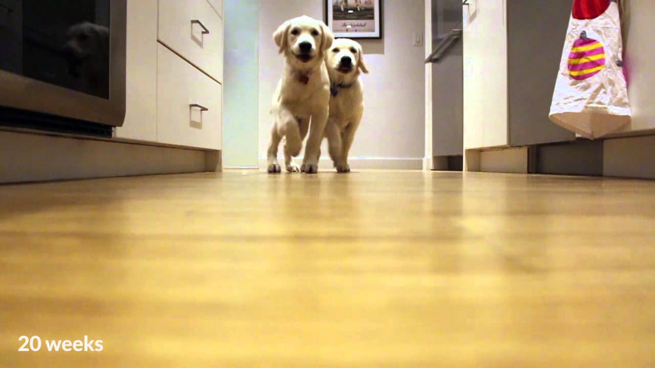 Golden retriever pups running for dinner, timelapse style