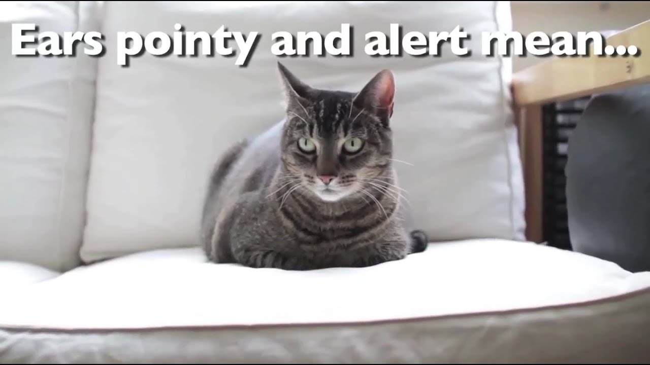 What Your Cat's Body Language is Really Saying