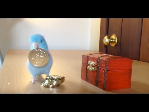 Charlie The Parrotlet Puts His Money In The Bank