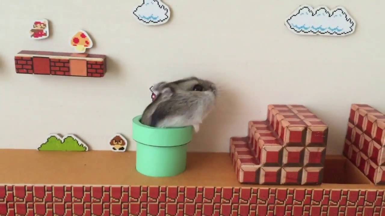 ハムマリオ（ HAMUMARIO）Hamster Super Mario Bros.