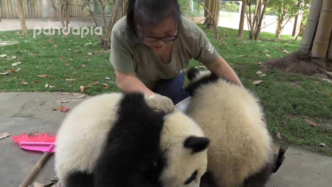 Cute！What did panda do when zookeeper cleaning the leaves