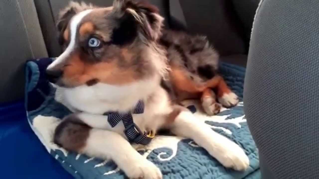 Waking up our puppy to his favorite song "let it go"