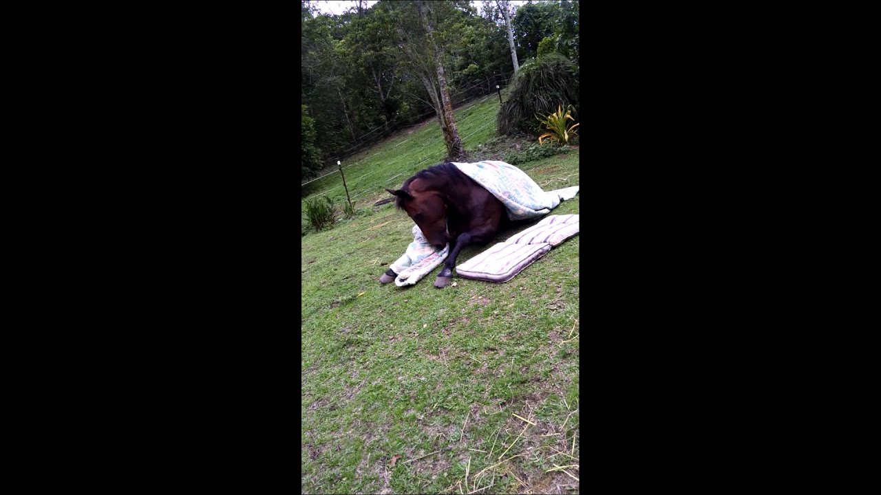 Funny cute horse bedtime