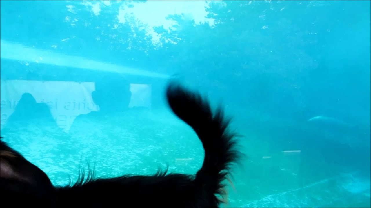 Penguin tries to bite dog's tail