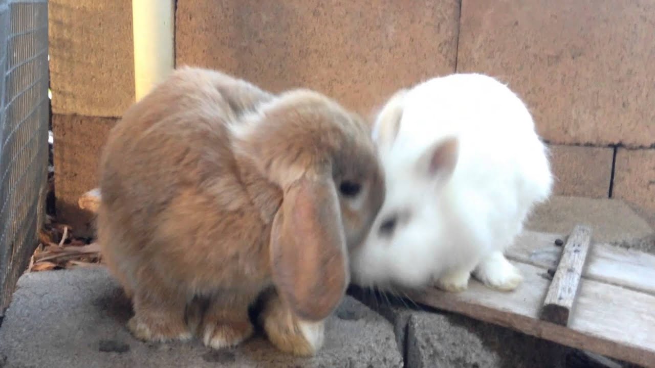 Boppity Bunny - Filmed at the Santa Barbara Bunny Shelter