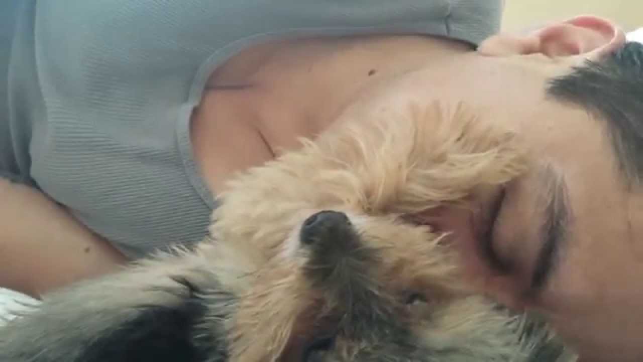 Little Yorkie petting his human