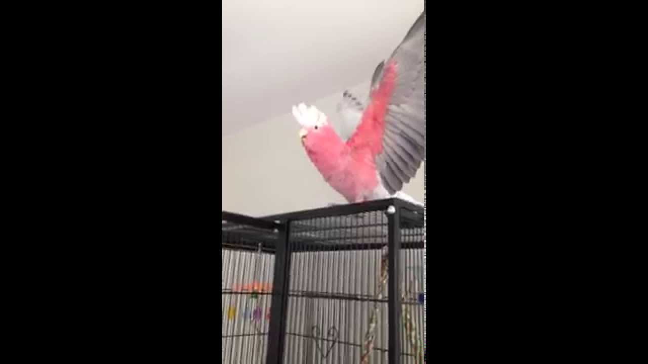 Worlds most excited bird