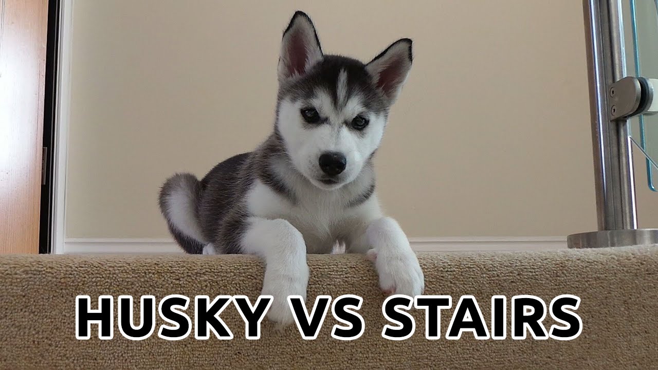 Cutest Husky Puppy - Husky vs stairs