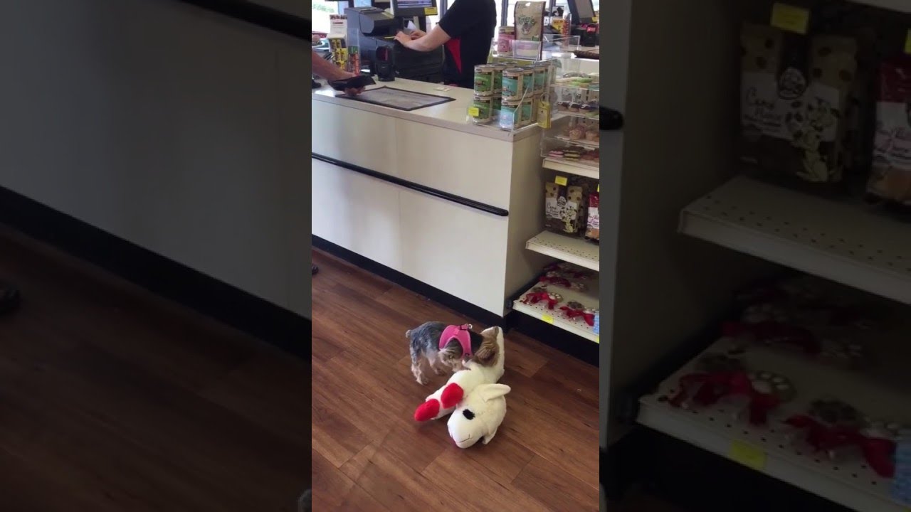 This Dog Loves to Shop || ViralHog