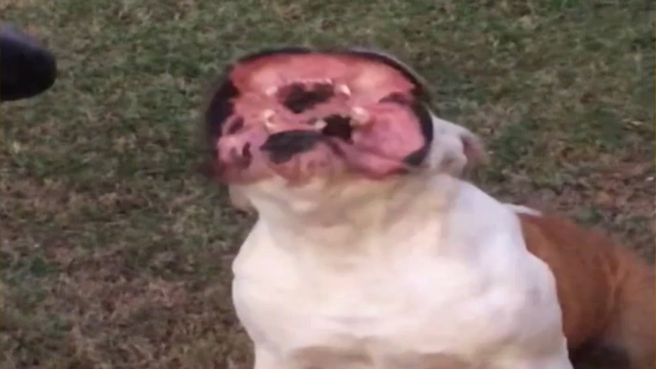 Bulldog Loves the Leaf Blower