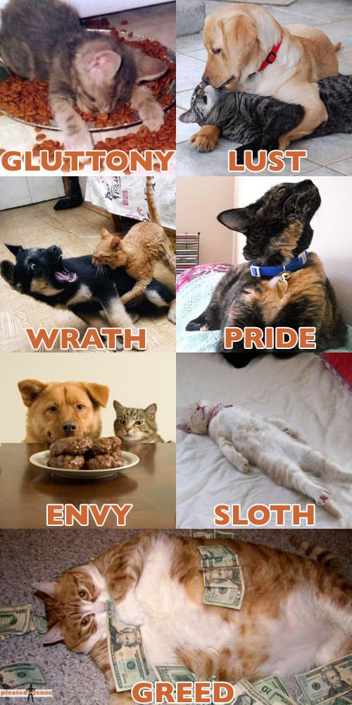 7deadlysinsofcats Pleated Jeans