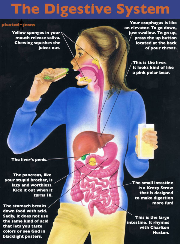 how far does food travel through the body