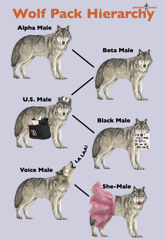 Wolf Pack Hierarchy Pic | Hot Sex Picture