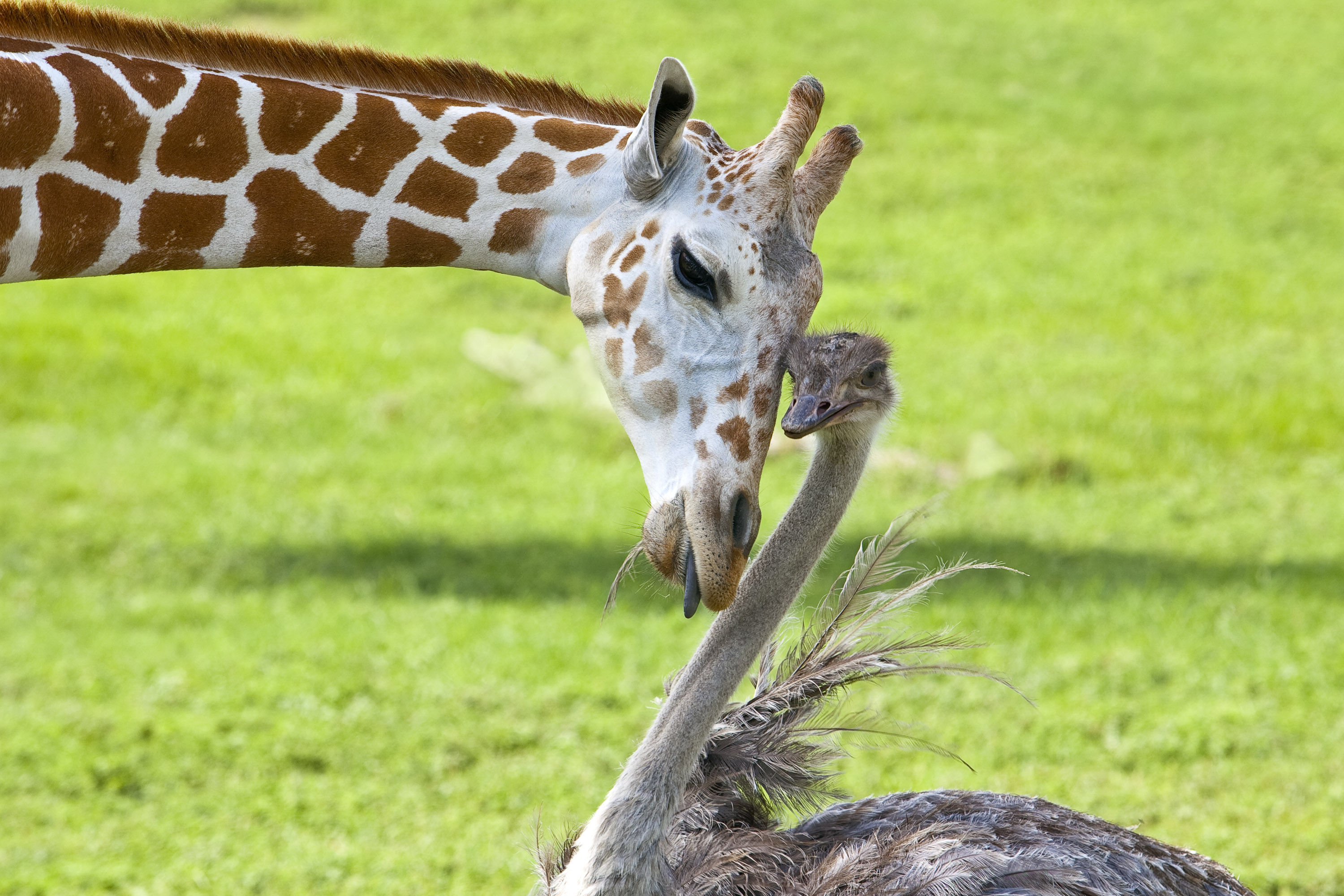 Интересные картинки. Необычные животные. Необычная Дружба животных. Жираф с другими животными. Странная Дружба животных.