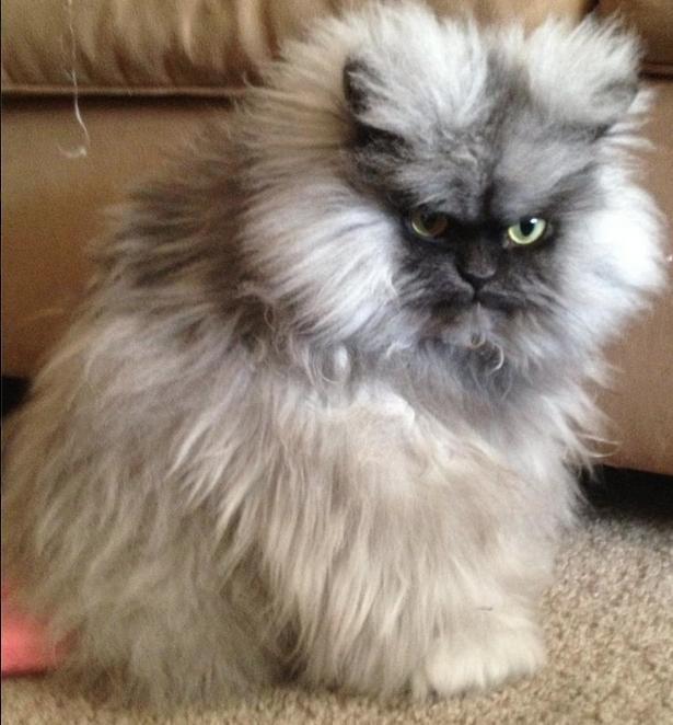 extremely fluffy cat