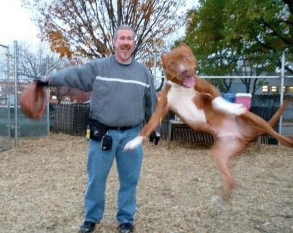 28 of the Best Animal Photobombs of All Time