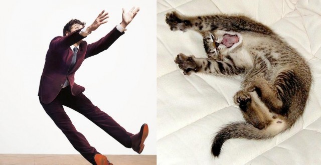 Cats That Look Like Male Models (21 Pics)