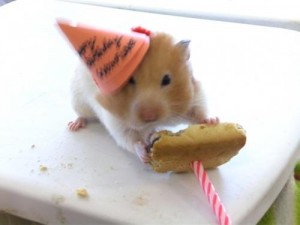 20 Animals That Are Having the Best Birthday Ever