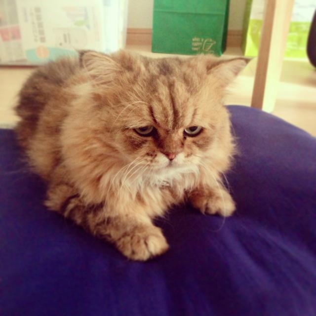 Meet Foo-Chan: The Perpetually Disappointed Cat (10 Pics)