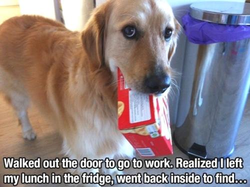 Dog Owners Will Understand (22 Pics)