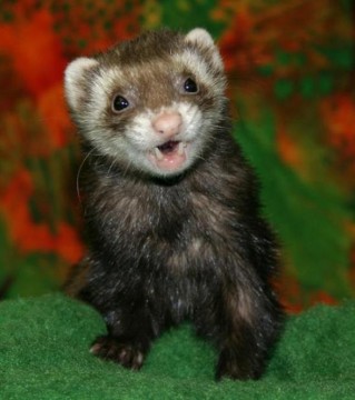 An Ode to the Ferret (24 Pics)