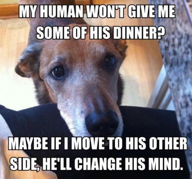 Dog Owners Will Understand (21 Pics)